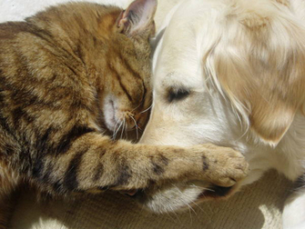 Love between animals